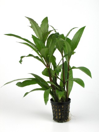 Hygrophila stricta tai in pot